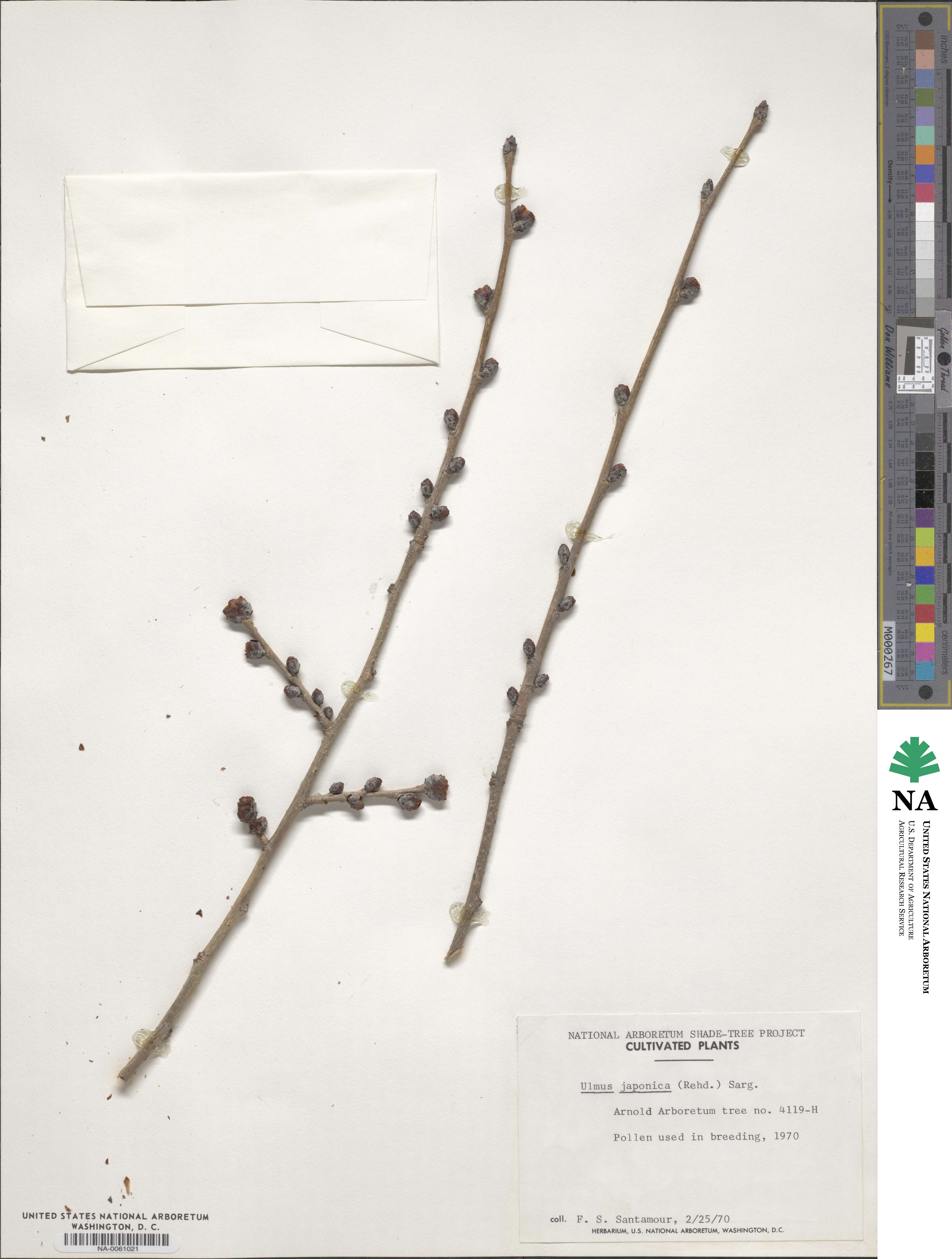Ulmus japonica image