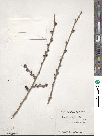 Ulmus japonica image