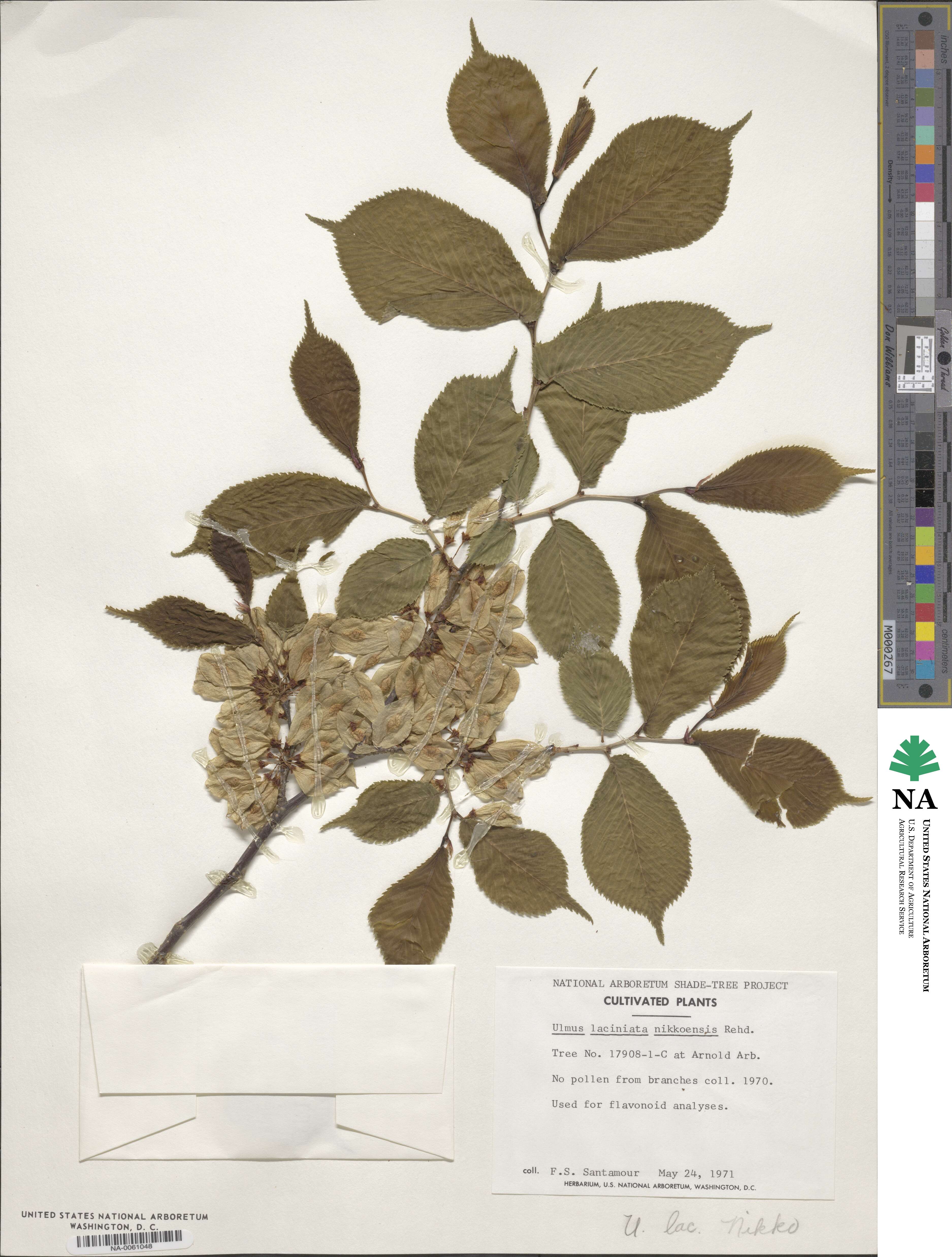 Ulmus laciniata image
