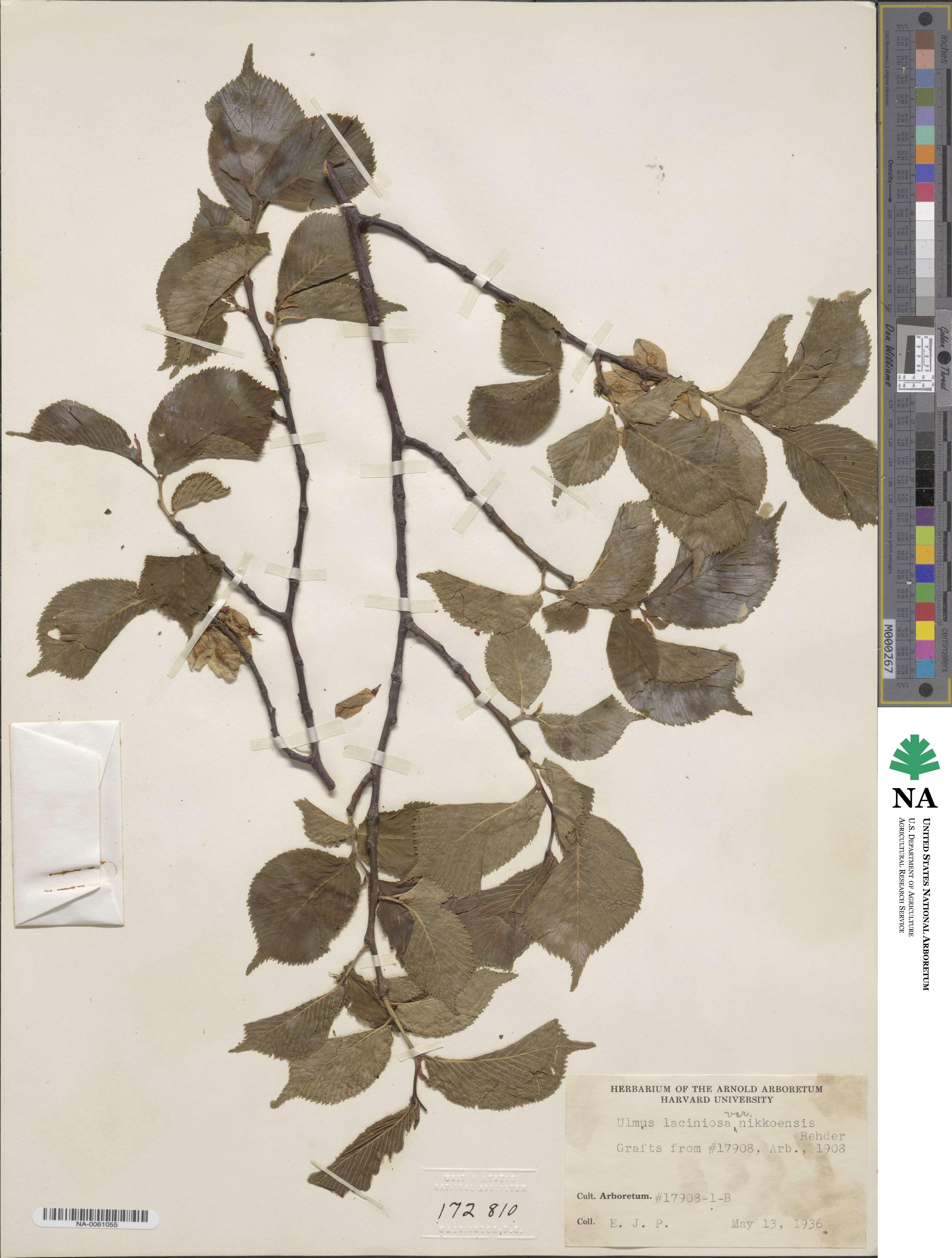 Ulmus laciniata image