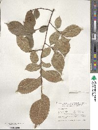 Ulmus laevis image