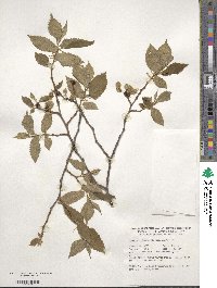 Ulmus laevis image