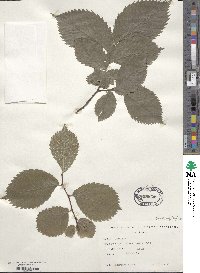Ulmus laevis image