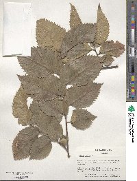 Ulmus laevis image