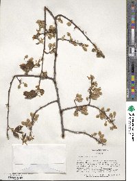 Ulmus laevis image