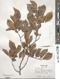Ulmus laevis image