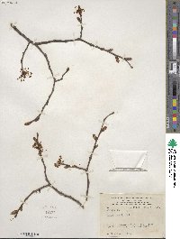 Ulmus laevis image
