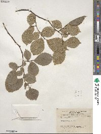 Ulmus laevis image