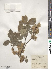 Ulmus laevis image