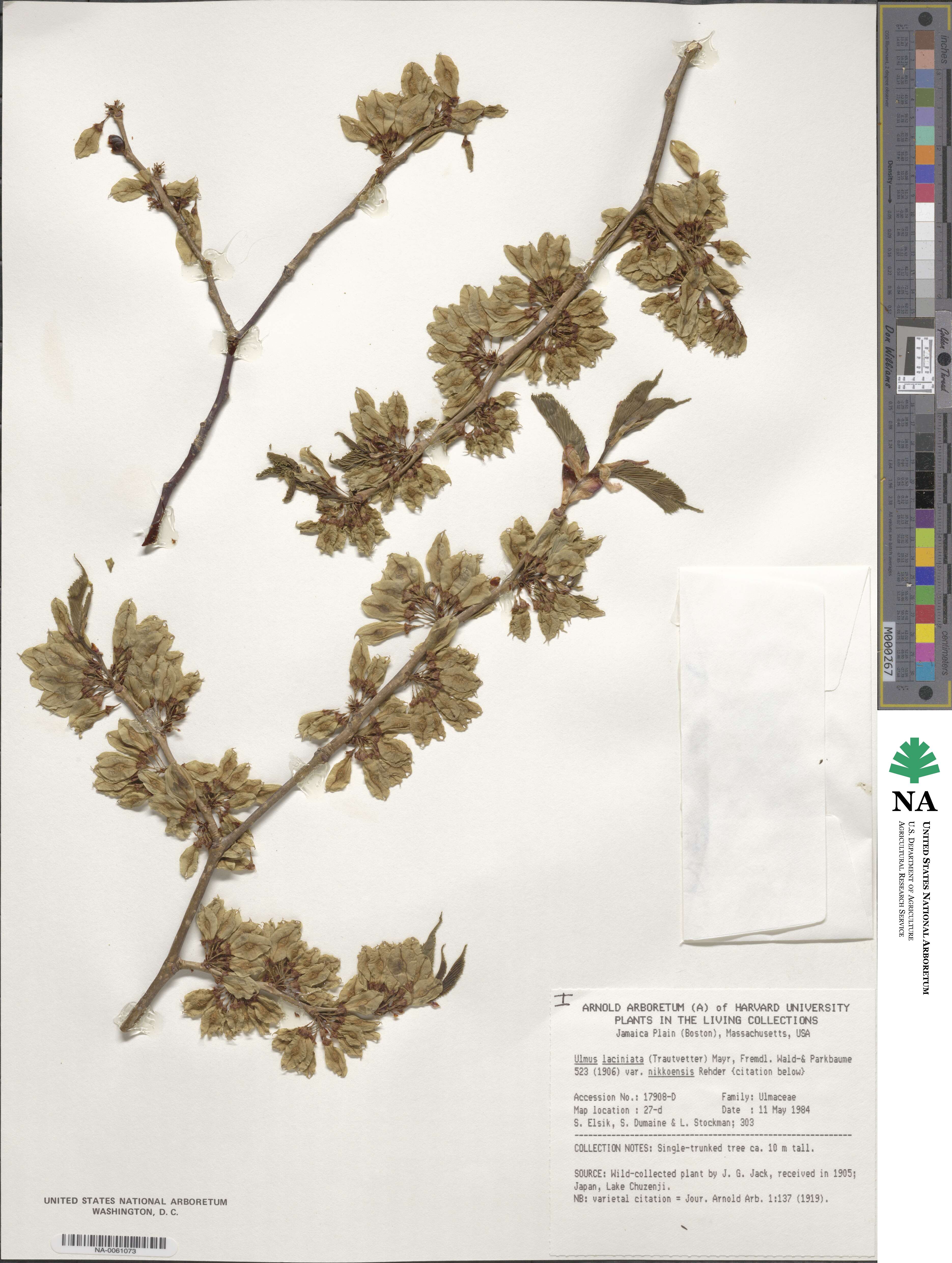 Ulmus laciniata image