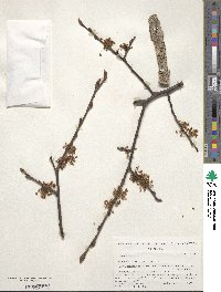 Ulmus laevis image