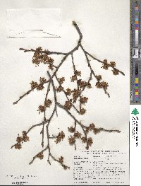 Ulmus laevis image