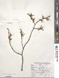 Ulmus laevis image