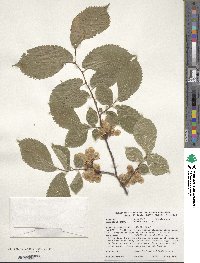 Ulmus laevis image