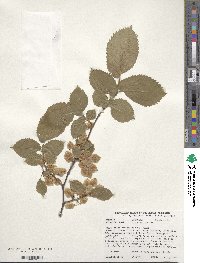 Ulmus laevis image