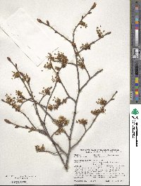 Ulmus laevis image