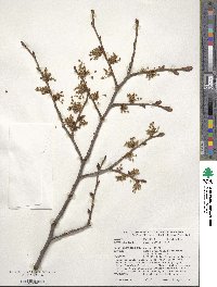 Ulmus laevis image