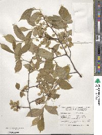 Ulmus laevis image