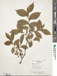 Ulmus laevis image