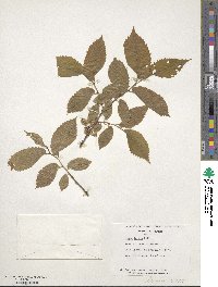 Ulmus laevis image