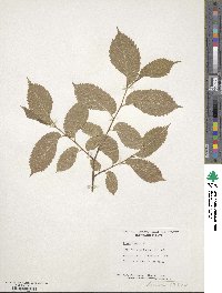 Ulmus laevis image