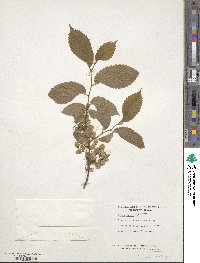 Ulmus laevis image