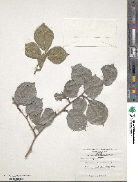 Ulmus macrocarpa image