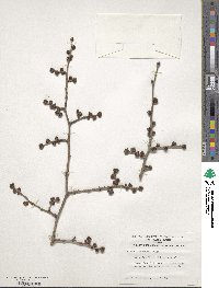 Ulmus macrocarpa image