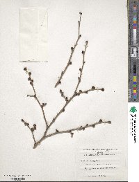 Ulmus macrocarpa image