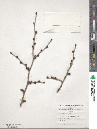 Ulmus macrocarpa image