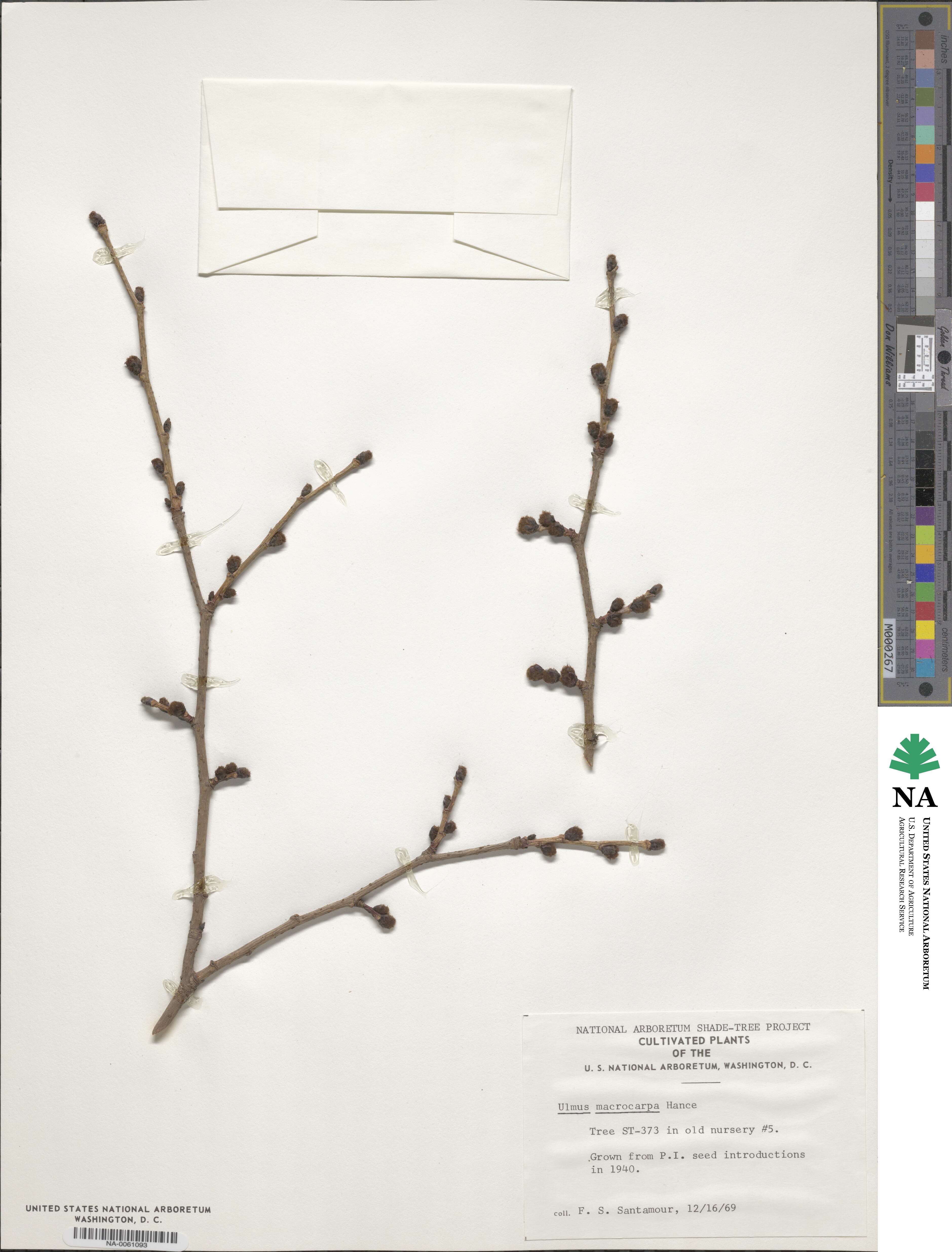 Ulmus macrocarpa image
