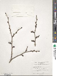 Ulmus macrocarpa image