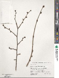 Ulmus macrocarpa image