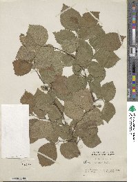 Ulmus minor image