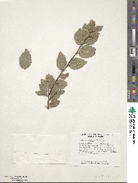 Ulmus parvifolia image