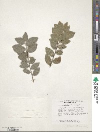 Ulmus parvifolia image