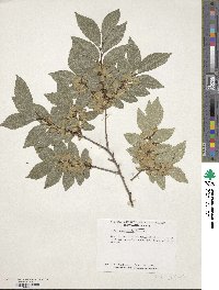 Ulmus parvifolia image