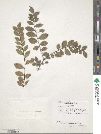 Ulmus parvifolia image