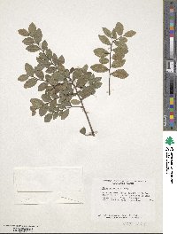 Ulmus parvifolia image