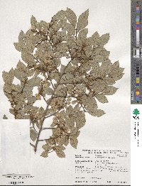 Ulmus parvifolia image