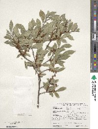 Ulmus parvifolia image