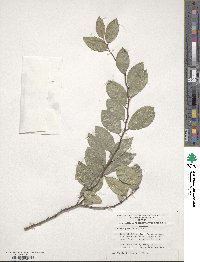 Ulmus parvifolia image