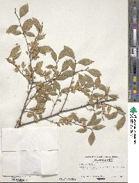 Ulmus parvifolia image