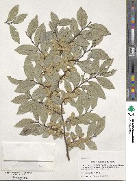 Ulmus parvifolia image