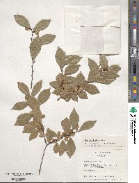 Ulmus parvifolia image