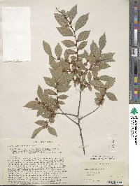 Ulmus parvifolia image