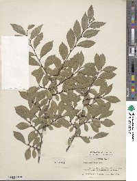 Ulmus parvifolia image