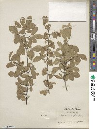 Ulmus parvifolia image