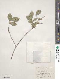 Ulmus parvifolia image