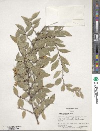 Ulmus parvifolia image